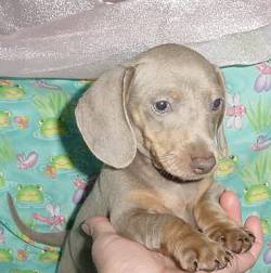 jade8.5wks.jpg (13161 bytes)