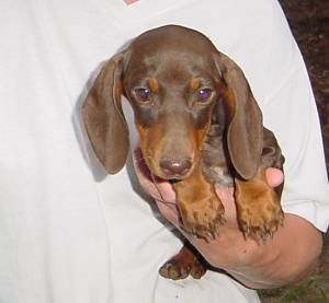 mocha4mth.jpg (12034 bytes)