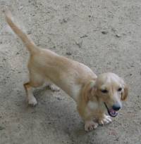 nilla00.jpg (7382 bytes)
